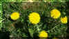 lovetann2.JPG (129140 byte)
